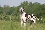 DOGUE ALLEMAND 550